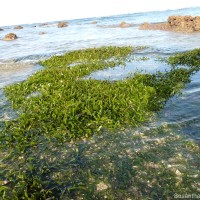 Thalassia hemprichii (Ehrenb. ex Solms) Asch.